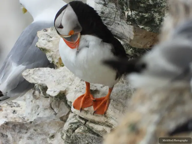 An Atlantic Puffin photographed at Bempton Cliffs.