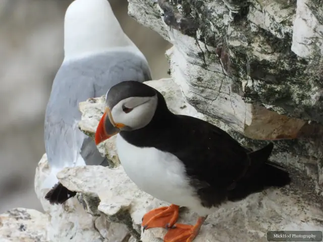 An Atlantic Puffin photographed at Bempton Cliffs.
