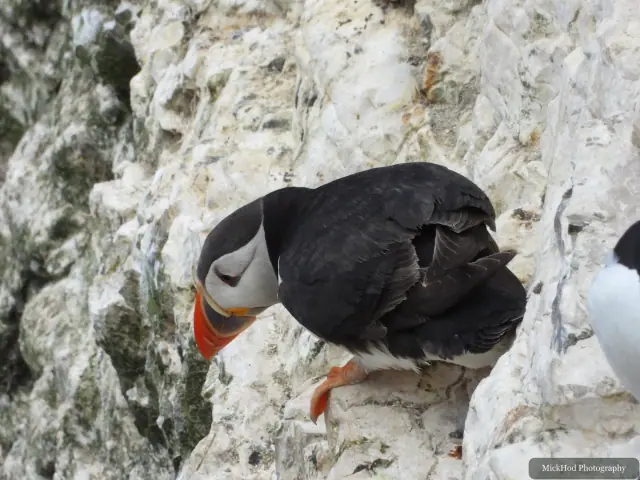 An Atlantic Puffin photographed at Bempton Cliffs.