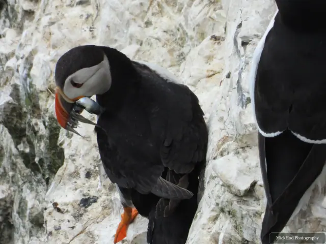 An Atlantic Puffin photographed at Bempton Cliffs.