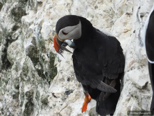An Atlantic Puffin photographed at Bempton Cliffs.