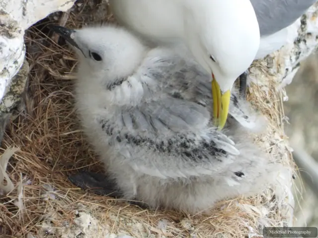 Black-legged Kittiwake at Bempton Cliffs.