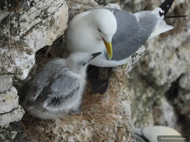 At Bempton Cliffs: Black-legged Kittiwake.