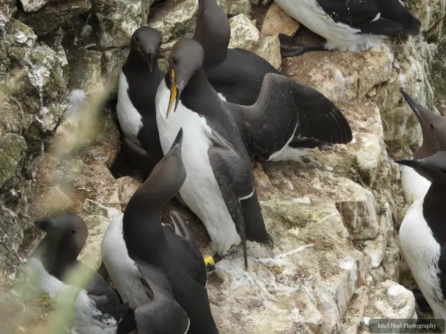 Common Guillemot, seen at Bempton Cliffs.