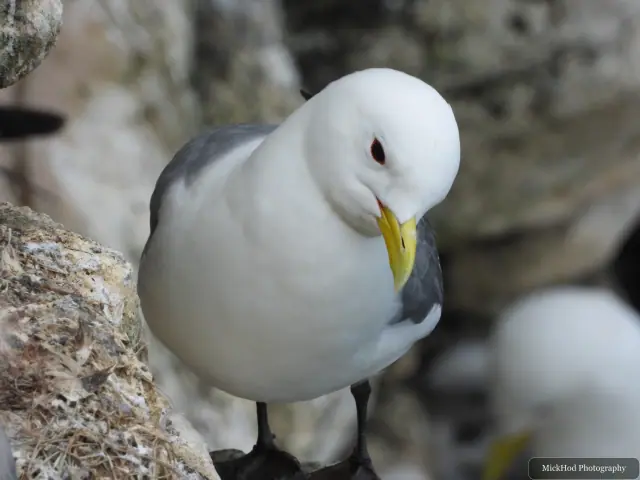 Photographed at Bempton Cliffs: Black-legged Kittiwake.