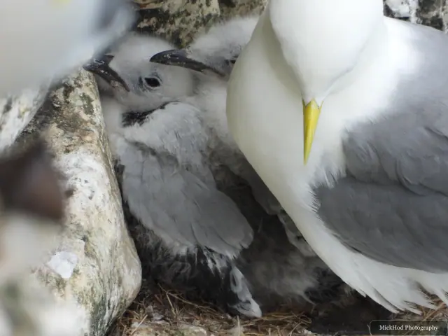 Photographed at Bempton Cliffs: Black-legged Kittiwake.