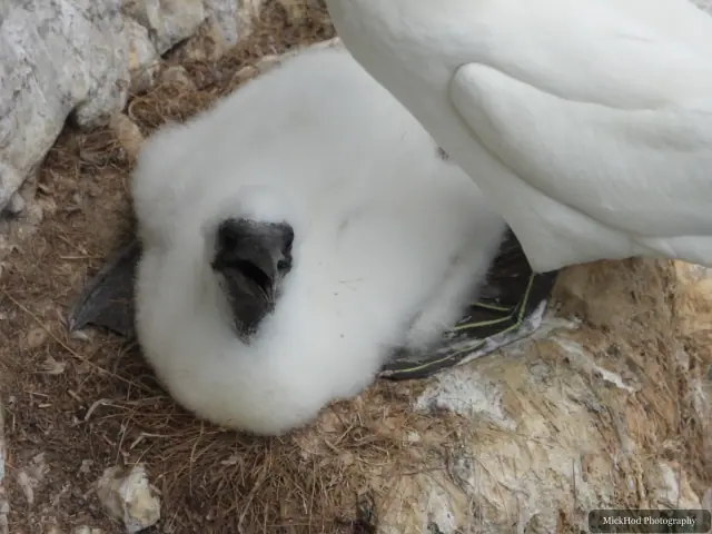 A fluffy Northern Gannet chick rests beneath an adult at Bempton Cliffs.