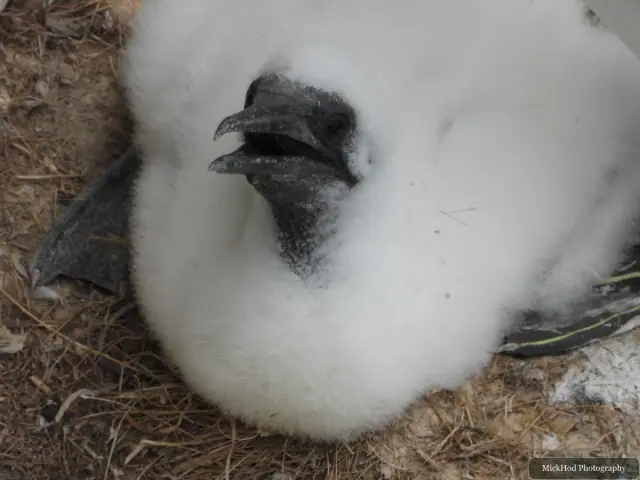 Close view of a fluffy Northern Gannet chick beneath an adult at Bempton Cliffs.