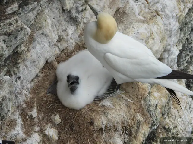 At Bempton Cliffs: Northern Gannet.