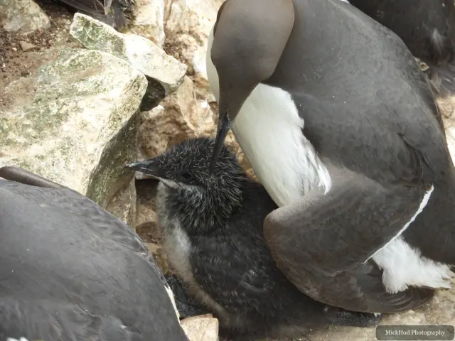 Photographed at Bempton Cliffs: Common Guillemot.