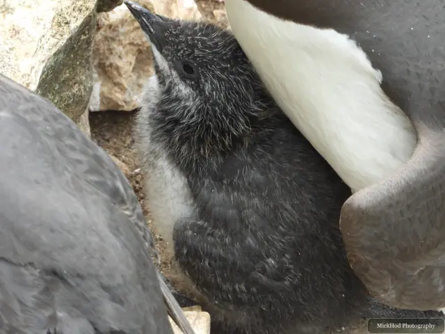 Common Guillemot at Bempton Cliffs.