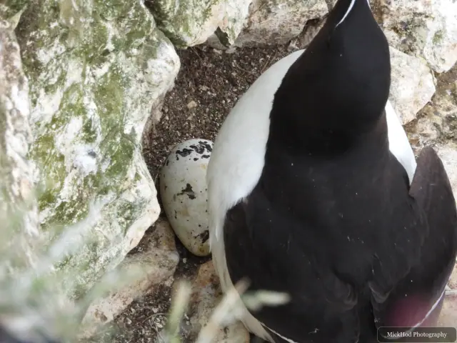 Photographed at Bempton Cliffs: Razorbill.