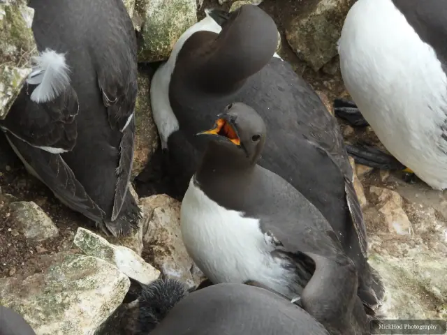 Common Guillemot at Bempton Cliffs.