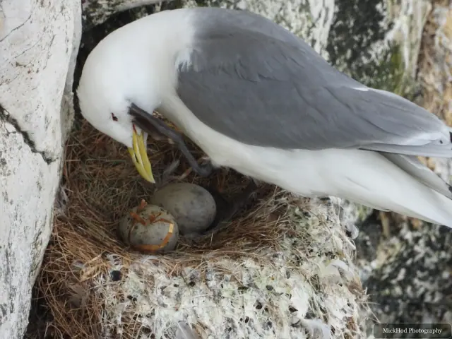 Black-legged Kittiwake, seen at Bempton Cliffs.