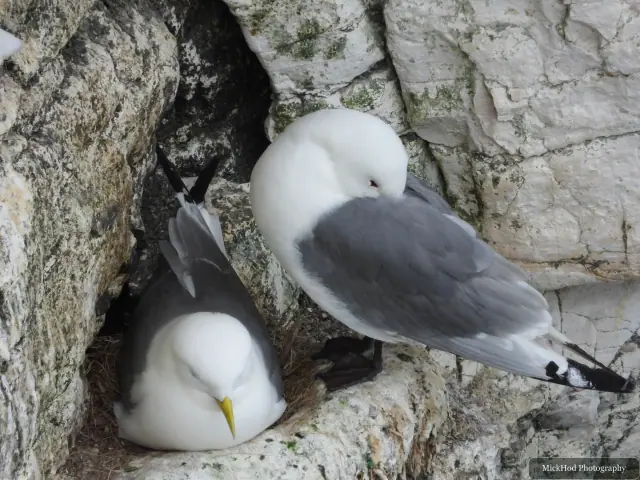 Black-legged Kittiwake, seen at Bempton Cliffs.