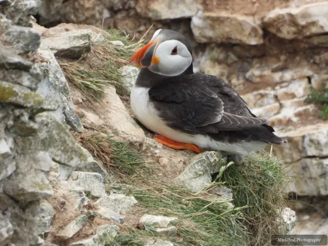 An Atlantic Puffin photographed at Bempton Cliffs.