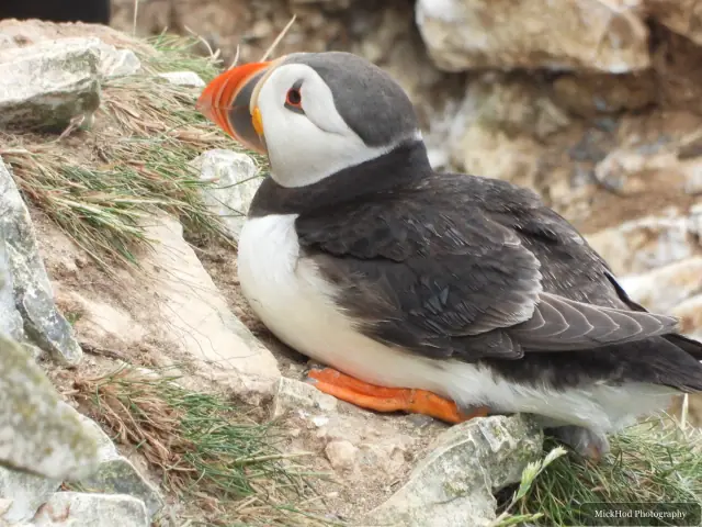 An Atlantic Puffin photographed at Bempton Cliffs.