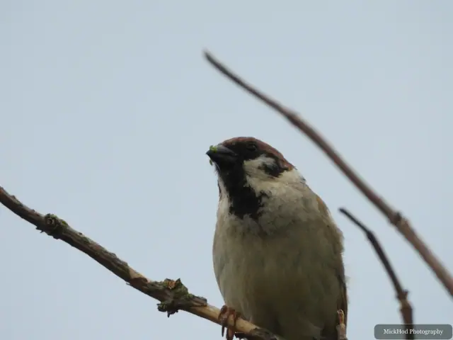 House Sparrow at Bempton Cliffs.