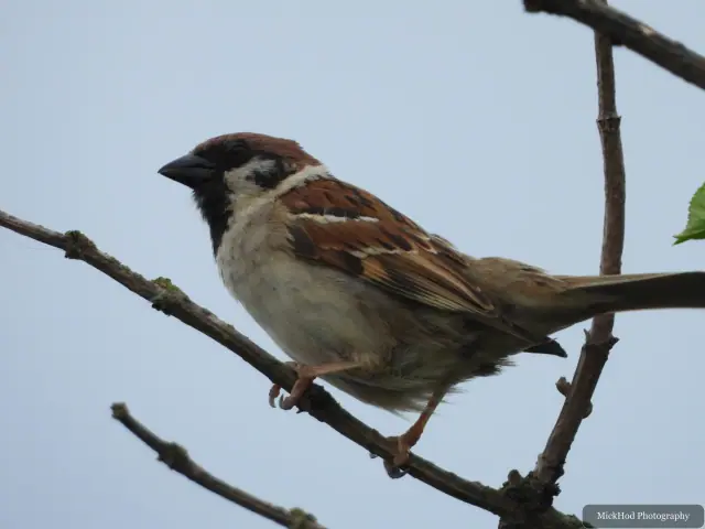 Photographed at Bempton Cliffs: House Sparrow.