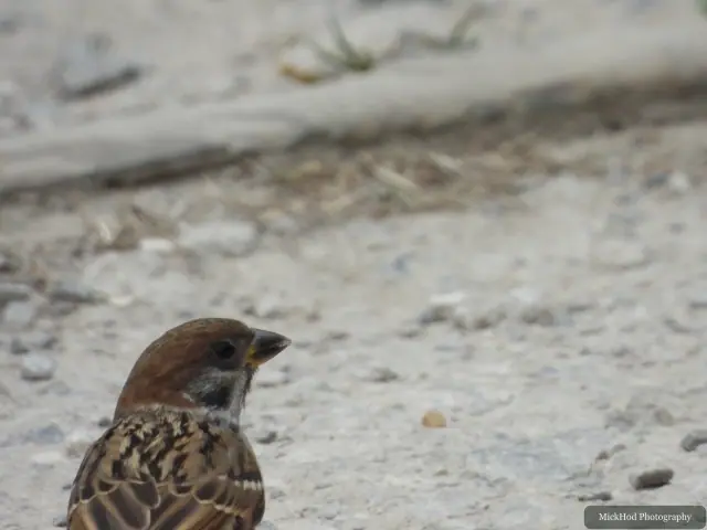 House Sparrow, seen at Bempton Cliffs.