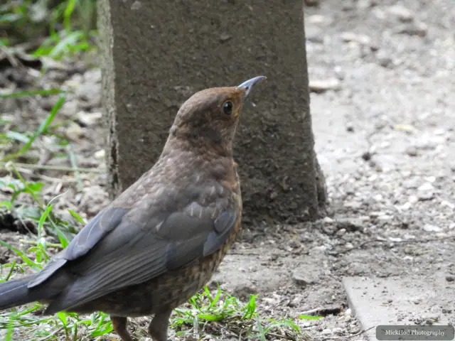 Common Blackbird photographed at Bempton Cliffs.