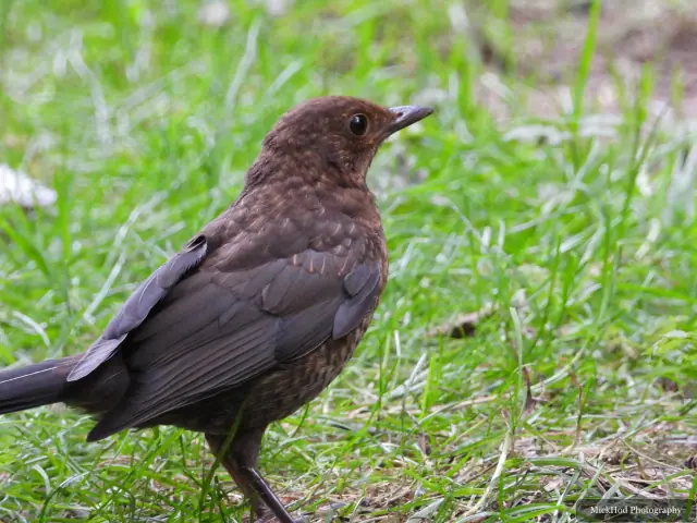 Photographed at Bempton Cliffs: Common Blackbird.