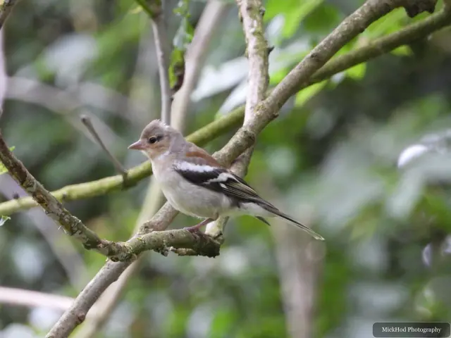Female Chaffinch photographed at Bempton Cliffs.