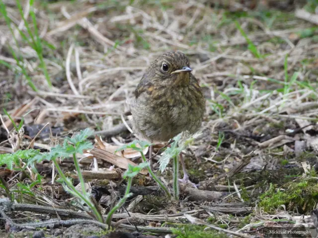 Juvenile European Robin photographed at Bempton Cliffs.