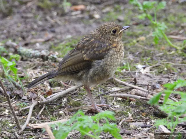The same juvenile European Robin as DSCN2551, photographed at Bempton Cliffs.