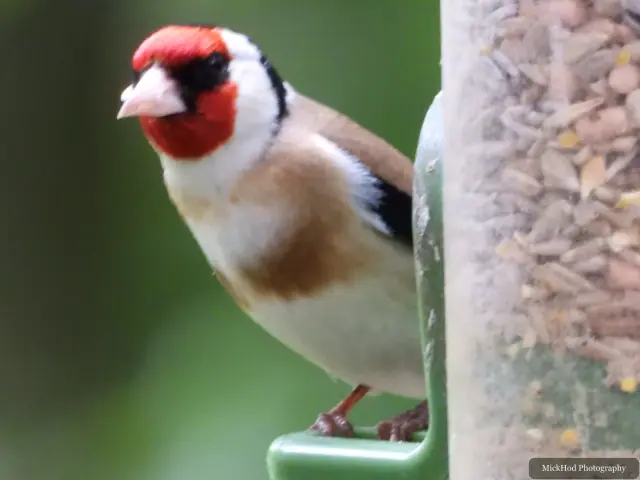 Photographed at Bempton Cliffs: European Goldfinch.