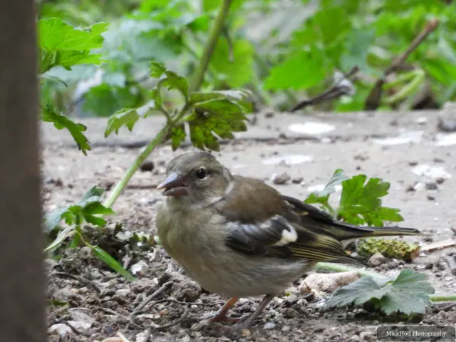 At Bempton Cliffs: Chaffinch.
