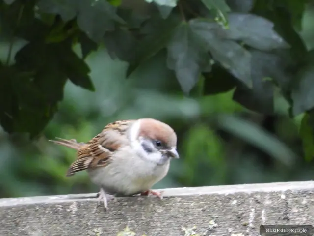 House Sparrow at Bempton Cliffs.