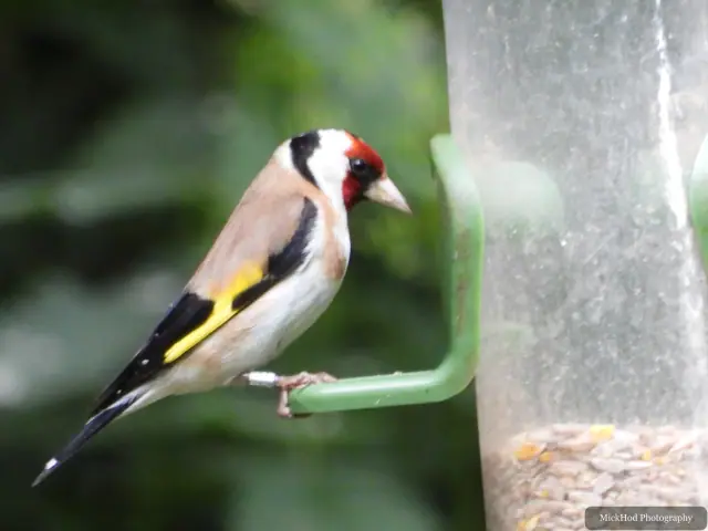 European Goldfinch at Bempton Cliffs.
