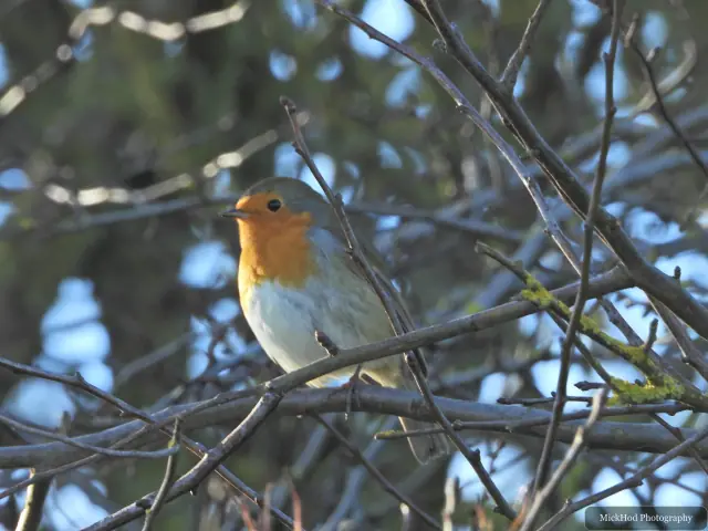A european robin forages among the woodland branches or leaf litter at Bempton Cliffs.