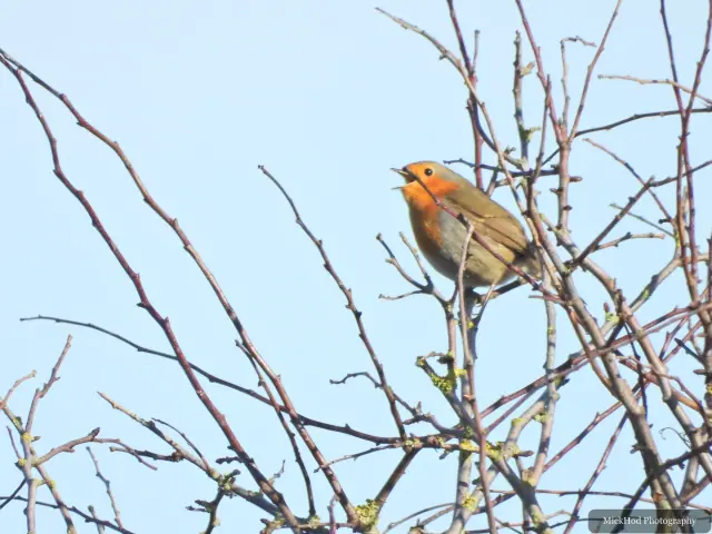 A common chaffinch forages among the woodland branches or leaf litter at Bempton Cliffs.