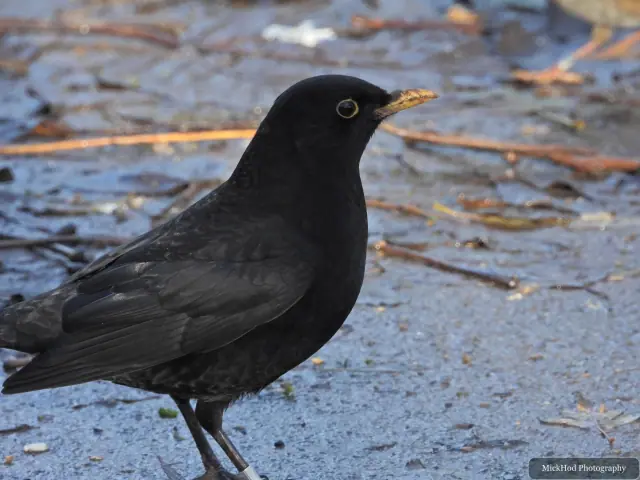 A common blackbird forages among the woodland branches or leaf litter at Bempton Cliffs.