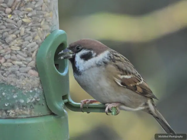 A house sparrow visits a garden feeder at Bempton Cliffs.