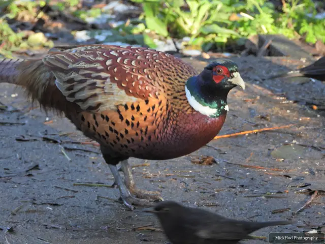 A common pheasant is seen at Bempton Cliffs.