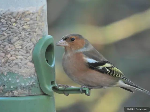 A common chaffinch forages among the woodland branches or leaf litter at Bempton Cliffs.
