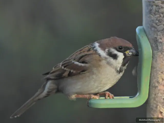 A house sparrow visits a garden feeder at Bempton Cliffs.