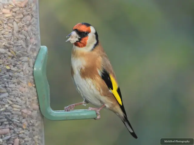 A european goldfinch visits a garden feeder at Bempton Cliffs.