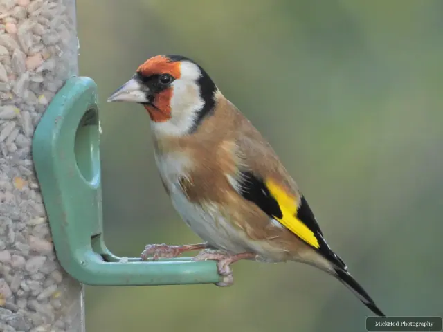 A european goldfinch visits a garden feeder at Bempton Cliffs.