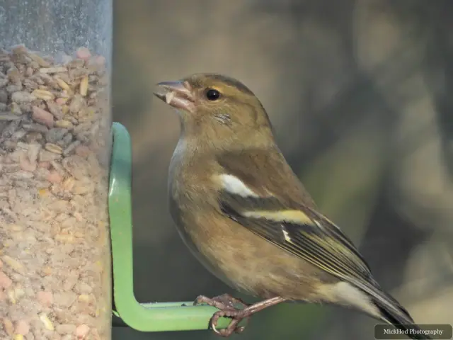 A common chaffinch forages among the woodland branches or leaf litter at Bempton Cliffs.