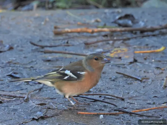 A common chaffinch forages among the woodland branches or leaf litter at Bempton Cliffs.