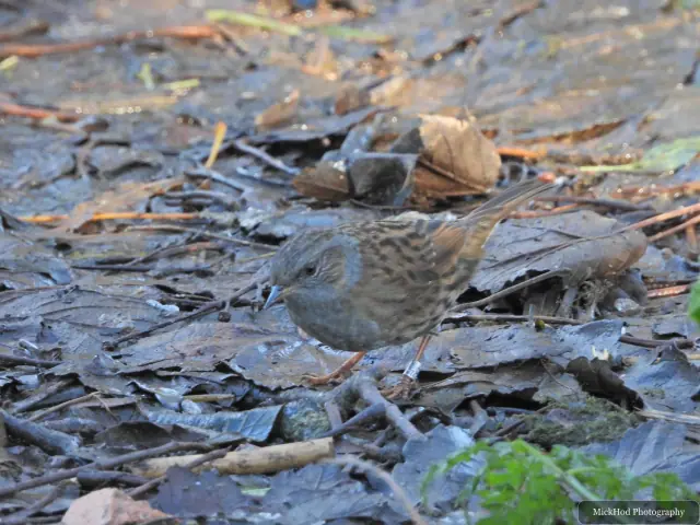 A Dunnock forages among the vegetation at Bempton Cliffs.