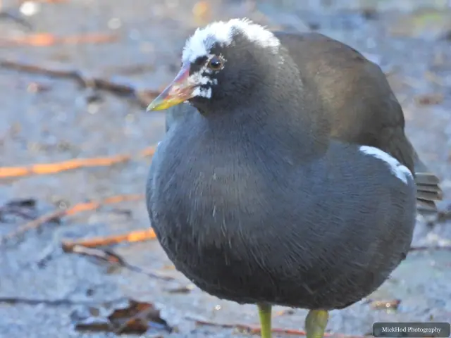 A eurasian moorhen is seen at Bempton Cliffs.