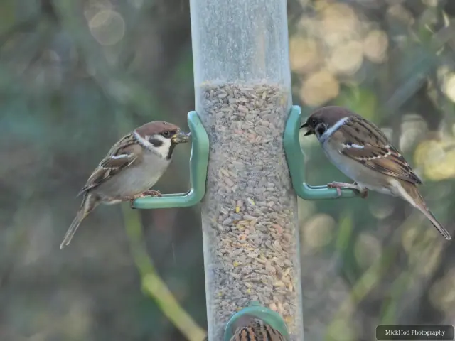 A house sparrow visits a garden feeder at Bempton Cliffs.