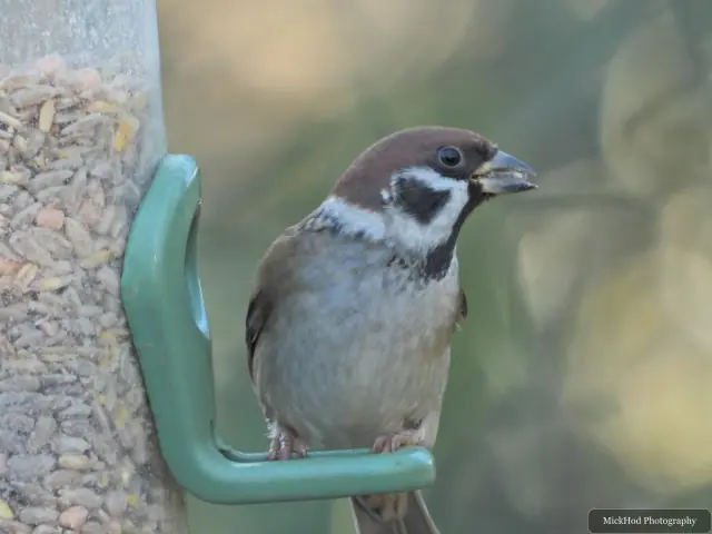 A house sparrow visits a garden feeder at Bempton Cliffs.