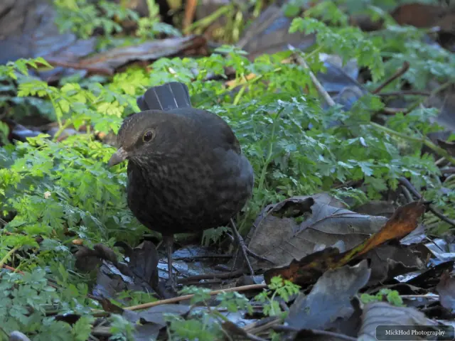 A common blackbird forages among the woodland branches or leaf litter at Bempton Cliffs.