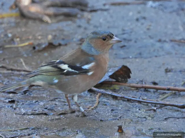 A common chaffinch forages among the woodland branches or leaf litter at Bempton Cliffs.